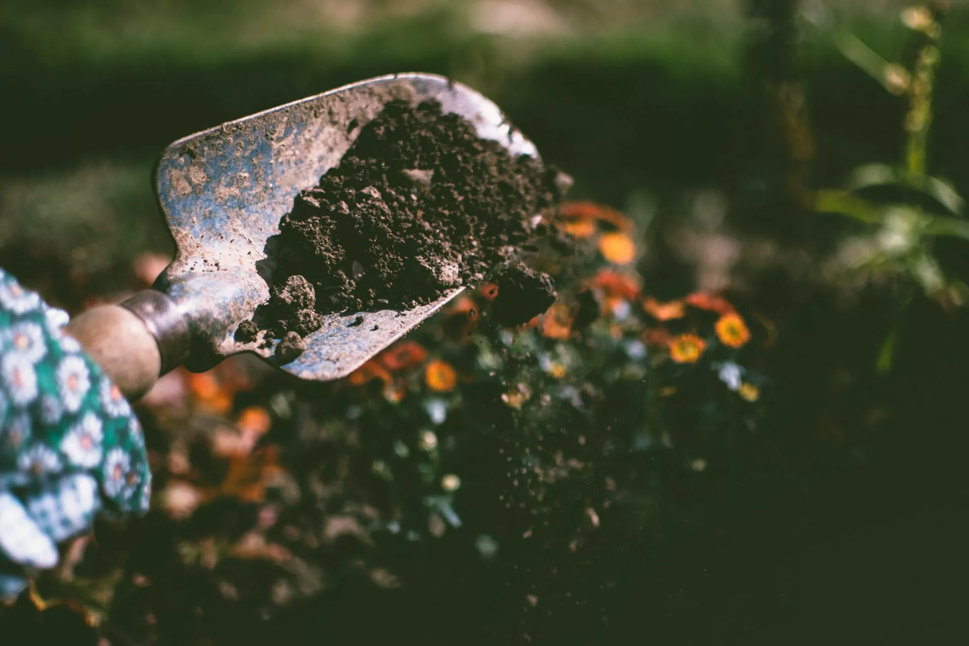 Aanleg van beplanting met diverse plantensoorten