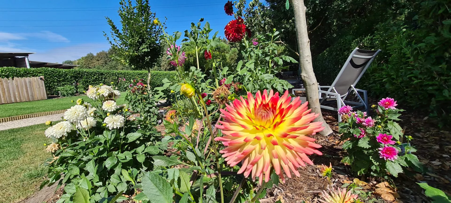 roze en gele dahlia bloemen in tuin